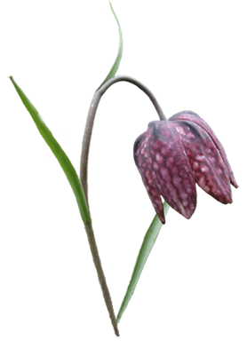 Fritilaire