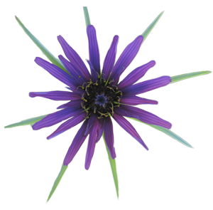 Fleur de salsifi